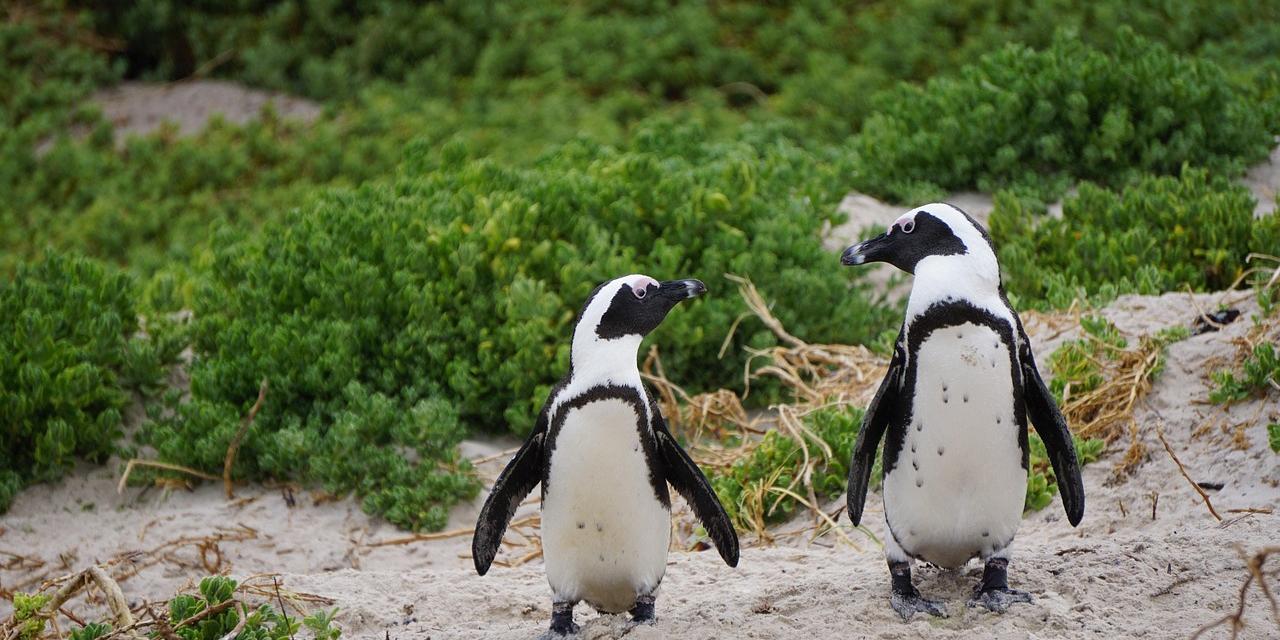 zwei Pinguine