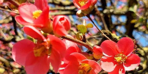 Fruehling_im_Pfarrgarten