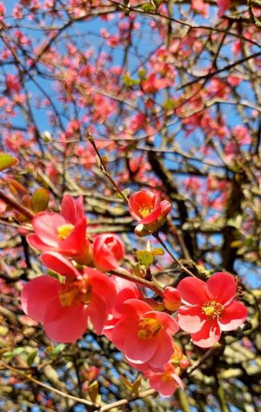 Fruehling_im_Pfarrgarten