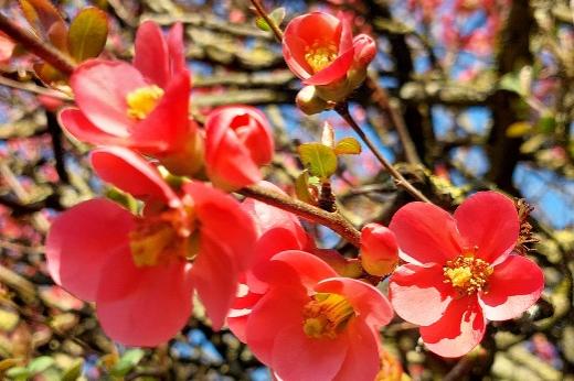 Fruehling_im_Pfarrgarten