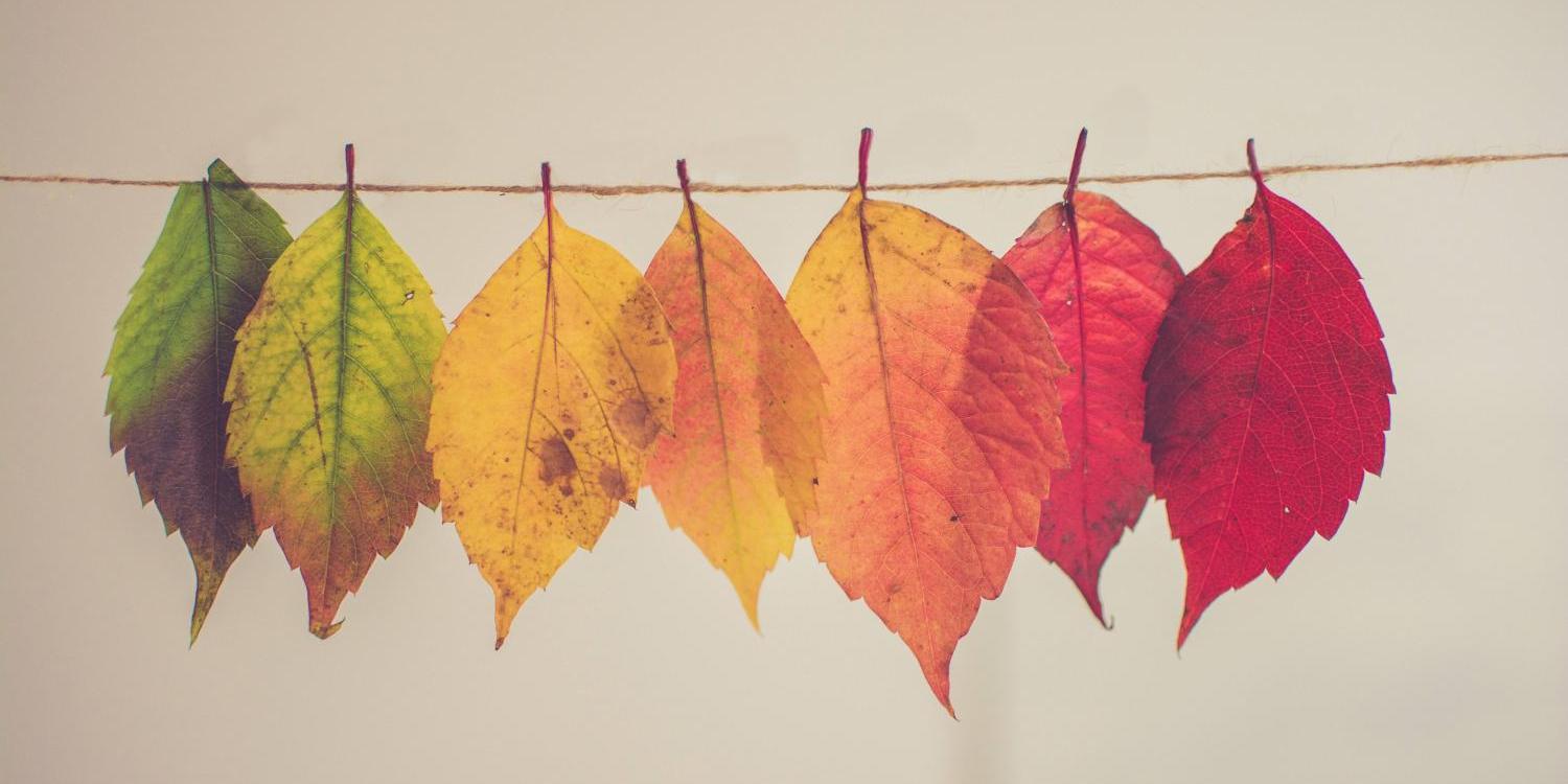 bunte Blätter auf Leine Pixabay