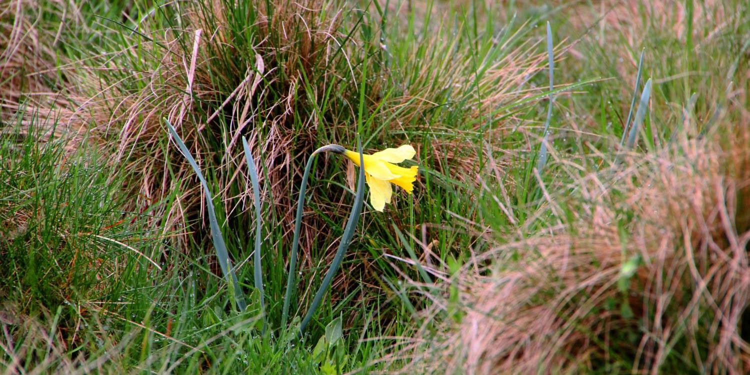 einsam-in-der-wiese_by_Christiane_Raabe_pfarrbriefservice